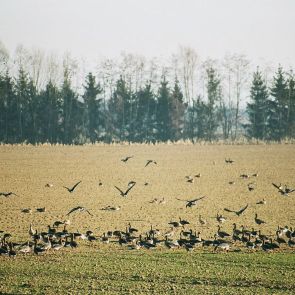 Wildgänse am Niederrhein