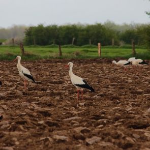 Störche am Niederrhein